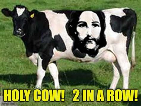 Holy Cow Meme Phenomenon Holy Cow Meme For Famous With Bos Cattle Domesticated Herbivores