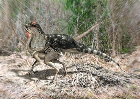 Pelecanimimus Dinosaurs Mating Stock Image C0087558 Science