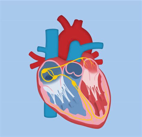 Best Cardiac Conduction System Illustrations Royalty Free Vector