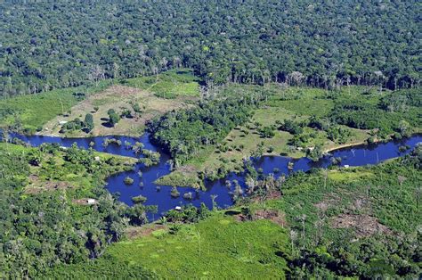 Aerial View Of The Amazon Rainforest Near Manaus Amazonas Brazil