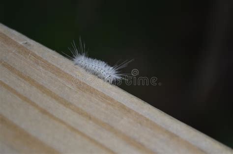 Hickory Tussock Moth Caterpillar Stock Image Image Of Nature Wooden