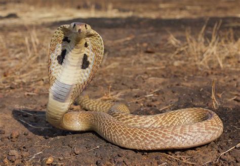 The King Cobra Snake Interesting Information And Pictures Animals Lover