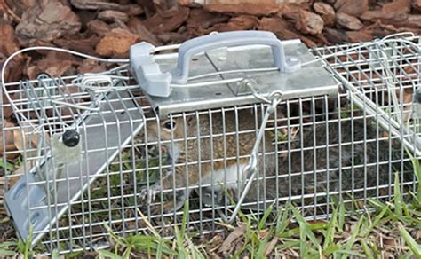 How To Trap A Squirrel 4 Trapping Tips And 5 Trapping Techniques Pest Wiki