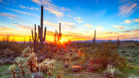 Cactus Landscape Wallpapers Top Free Cactus Landscape Backgrounds