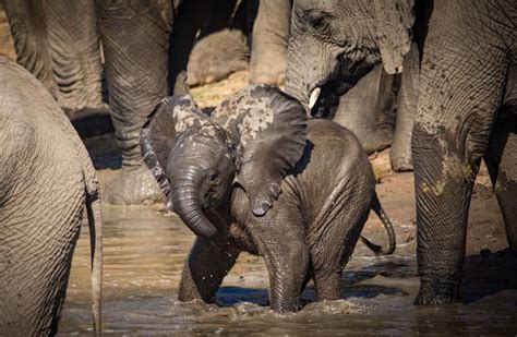 9 Interesting Facts About Baby Elephants Kapama