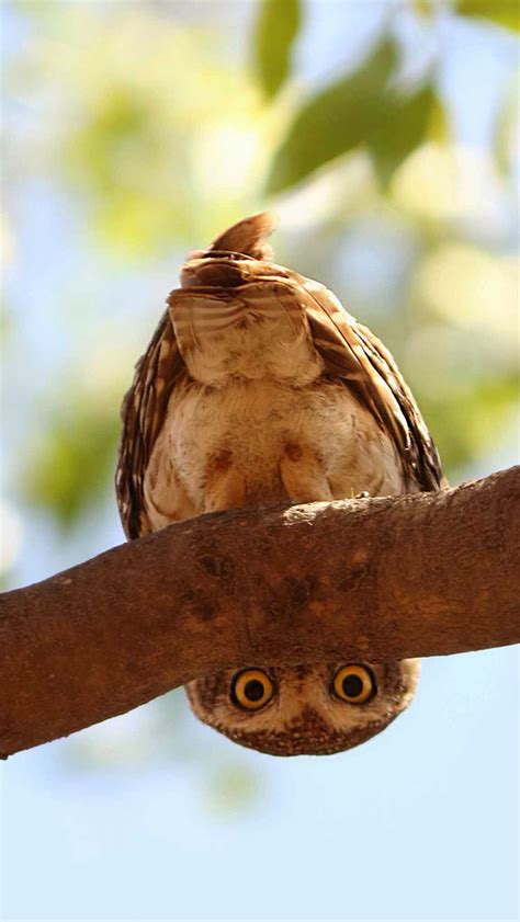 Rightside Up Upside Down Owls Are Just Adorable Even If They Are