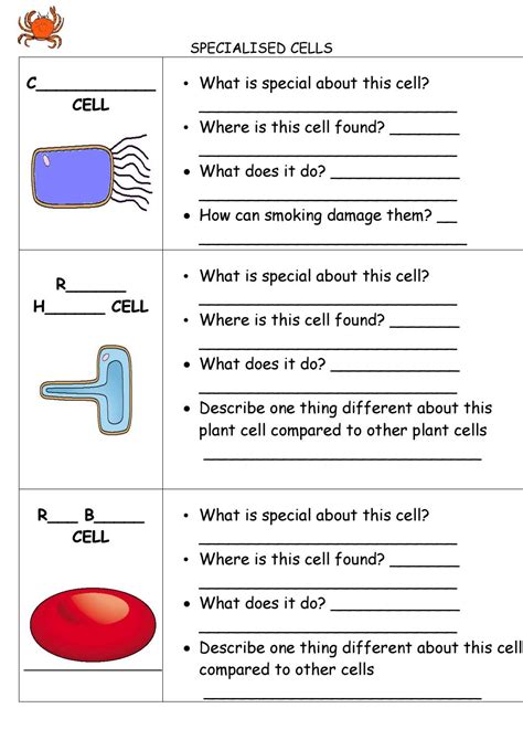 View Plant Cell And Animal Cell Diagram Ks3 Pics Picture And Diagrams