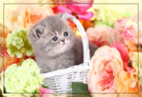 Blue Chinchilla Golden Exotic Short Hair Teacup Persian ...