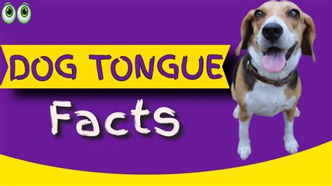 Complete Information About Dog Tongue Youtube