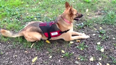 German shepherds were the original canine movie star before the breed became popular as police and military dogs. My beautiful service German shepherd dog - YouTube