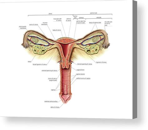 Female Genital System Acrylic Print By Asklepios Medical Atlas