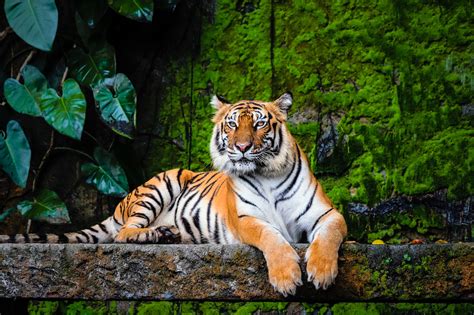 Incredible Bengal Tiger Facts Facts Net