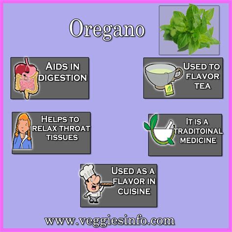 Oregano Benefits Medicinal Values And Its Growth Veggies Info