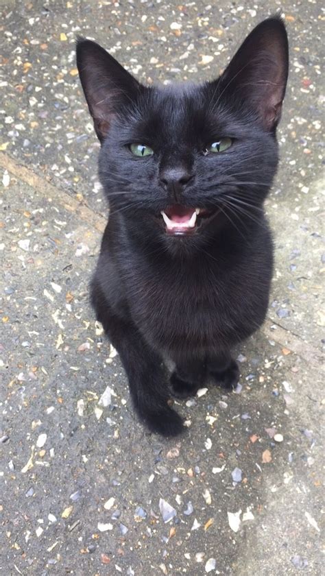 Black Cat Smiles Cats Black Cat Animals