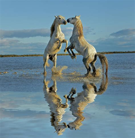 Pair Of Camargue Horse Stallions 4 By Adam Jones