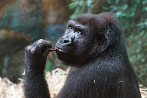 3840x2160 Wallpaper Mammal Ape Gorilla Watch Animal Wildlife