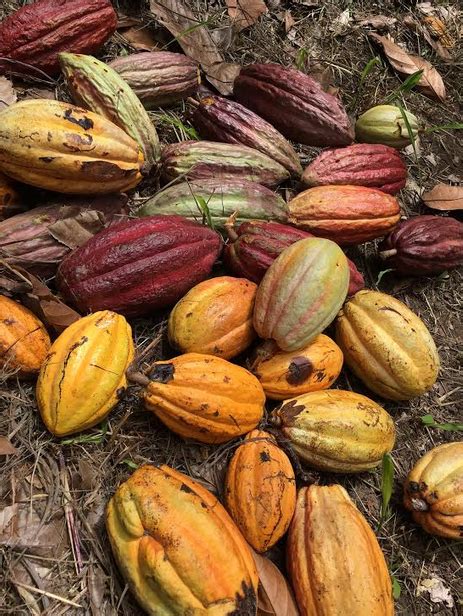They chose a flat and dry spot, cover it with banana leaves, make a heap of cocoa beans and cover. How Is Chocolate Made And What Are Cocoa Beans Really ...