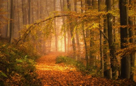 Wallpaper Autumn Trees Fog Photo Foliage Path Images For Desktop