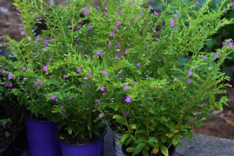 Mexican Heather A Hardy Plant For Your Garden Yard And Garage