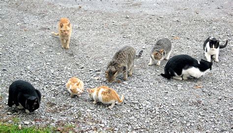 Council Bans Feeding Feral Cats