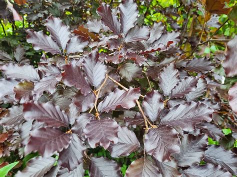 Copper Beech Hedges Fagus Sylvatica Purpurea For Sale Hedgingie