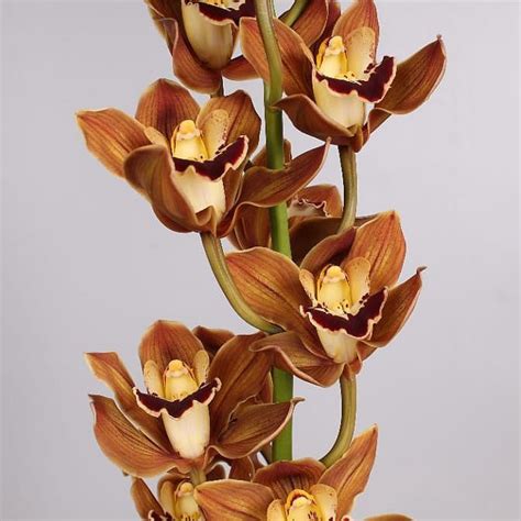 Cymbidium Orchid Coco Cola 50cm Wholesale Dutch Flowers And Florist Supplies Uk