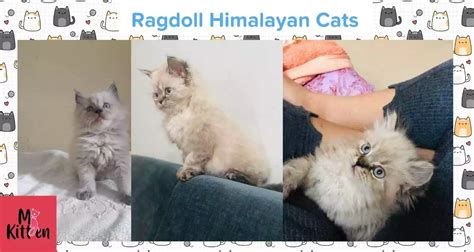 Ragdoll Kittens For Sale Online Buy Blue Bicolour Ragdolls Cats