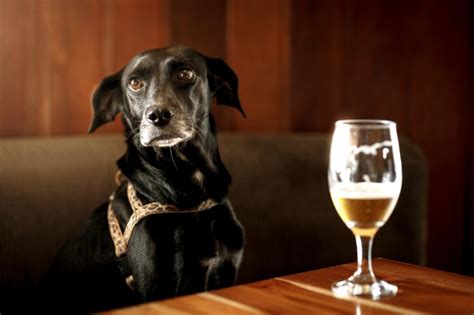 Can Dogs Drink Beer Keep This Beverage For The Adults Lovetoknow Pets