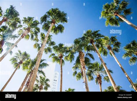 Las Vegas Hotel And Palm Trees Stock Photo Alamy