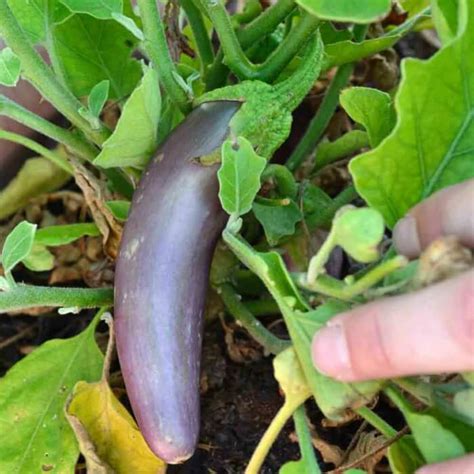 11 Different Eggplant Varieties To Grow In The Garden