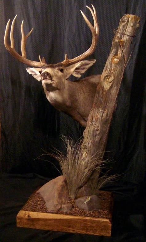 Floor Pedestal Mulie Wild Heritage Taxidermy Deer Hunting Decor