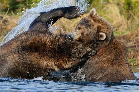Grizzly Bears Photo Tour Alaska Grizzly Bear Photography