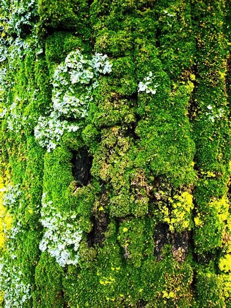 Moss On Tree Bark Green Nature Old Trees Nature