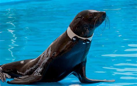 Free Images Sea Training Seals Vertebrate Dolphinarium Marine