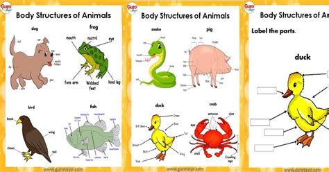 Body Structures Of Animals Free To Download Guro Tayo