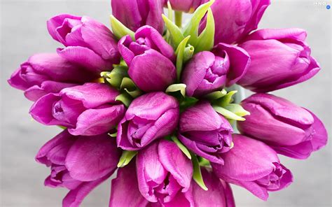 Flowers Dark Pink Tulips Bouquet Nice Wallpapers 1920x1200