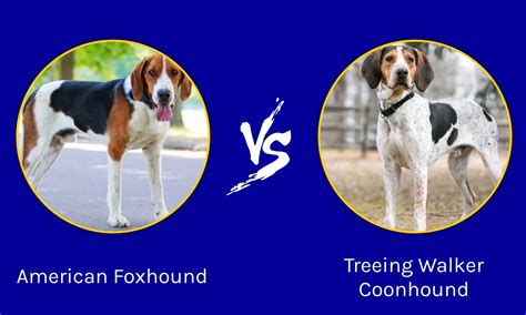 American Foxhound Vs Treeing Walker Coonhound Whats The Difference