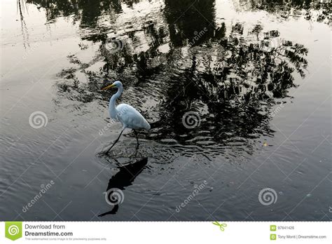 Big White Bird Heron On A River Full Of Reflections And Shadow Stock
