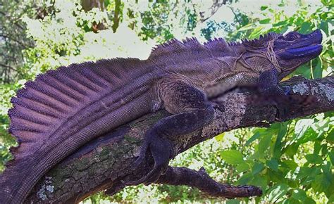 Purple Dragon From Mars The Philippine Sailfin Dragon Hydrosaurus