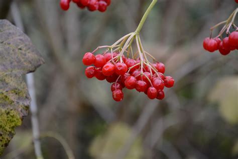 Rote Beeren im Walde Foto & Bild | pflanzen, pilze & flechten, sträucher, 30.10.2014 Bilder auf ...