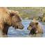 Brown Bear Family Stream Crossing 03 By Kevin Morgans On 500px 