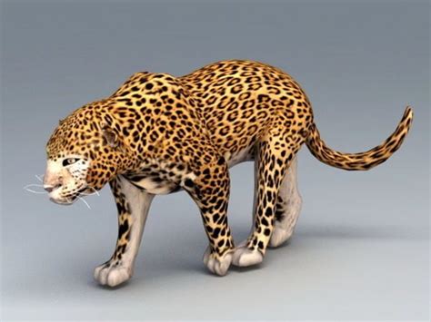 African Leopard Free 3d Model Max Open3dmodel
