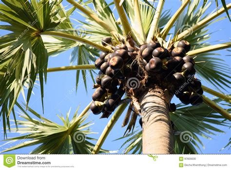 Sugar Palm Fruit Stock Photo Image Of Thai Green Climb 97605630