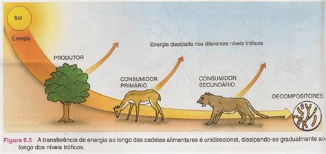 Cadeia Alimentar Da Floresta Amazônica