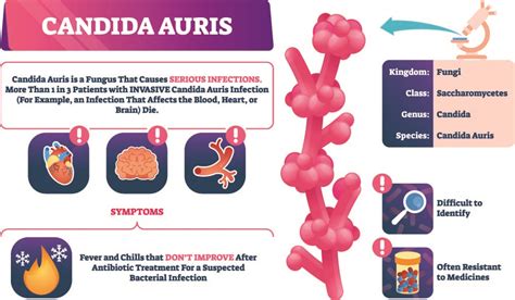 Auris is often resistant to major antifungal drugs that are typically used to treat such infections. Nursing Homes Called 'Breeding Ground' for Deadly Candida ...