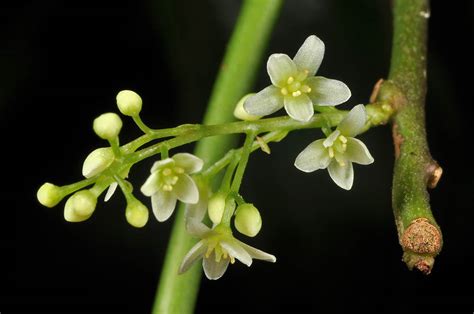 Sabia Pauciflora Sabiaceae