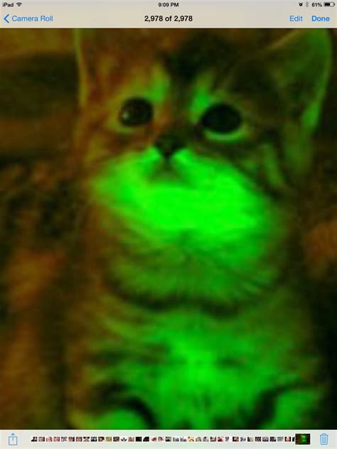Glowing Cat Awesome Cool Cats Cats Animals