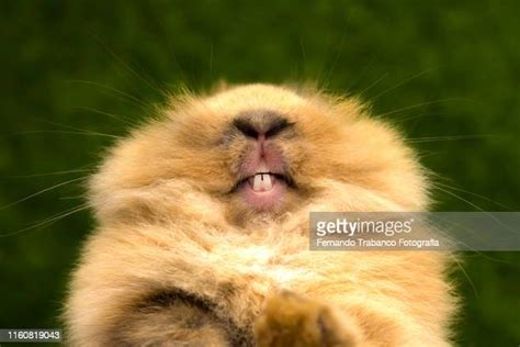 Ugly Rabbit Fotografías E Imágenes De Stock Getty Images