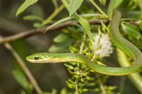 The best starting point to discover snake games. Rough Green Snake Care Sheet - Reptiles Magazine