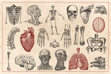 Vintage Anatomy Illustrations By Brigantine Designs TheHungryJPEG